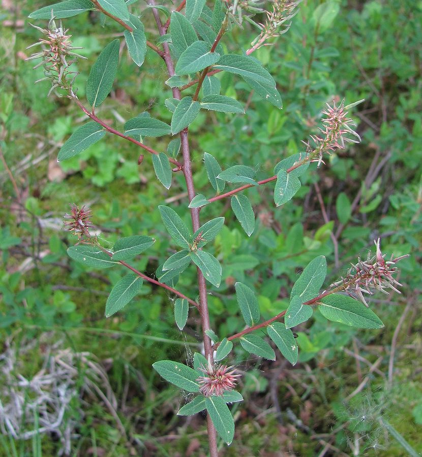 Image of Salix myrtilloides specimen.