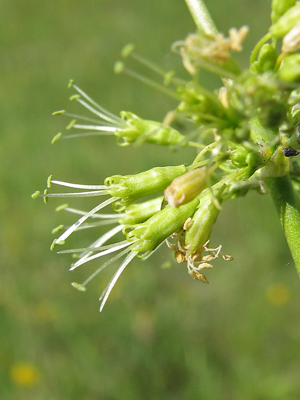 Image of Silene donetzica specimen.