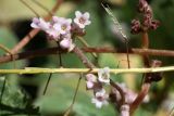 Cuscuta monogyna