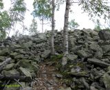 genus Betula. Взрослые и молодые деревья на осыпях камней. Украина, Ивано-Франковская обл., Надворнянский р-н, природный заповедник \"Горганы\". 16 июня 2011 г.