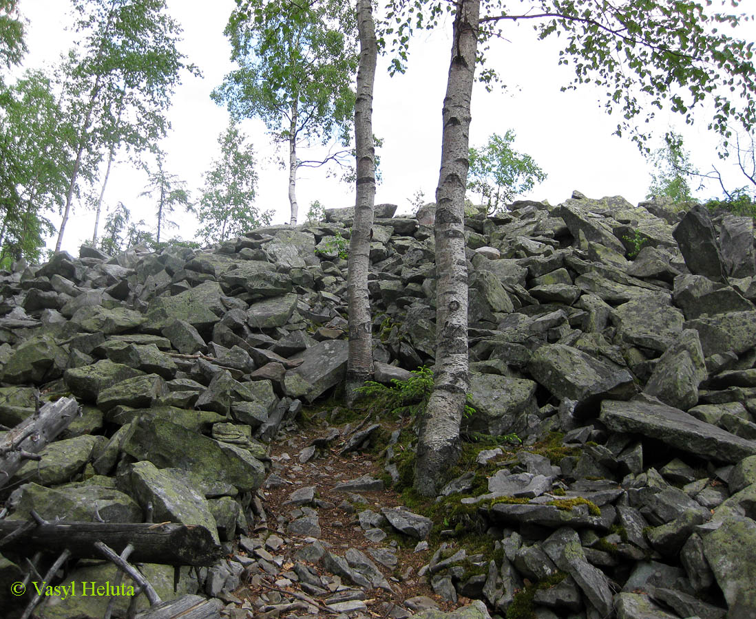 Image of genus Betula specimen.