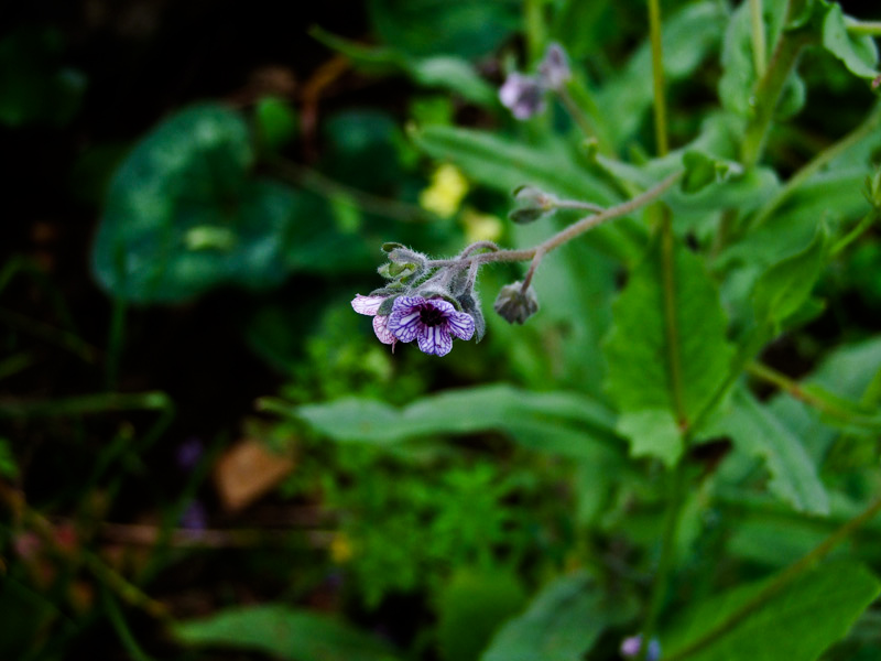Image of Cynoglossum creticum specimen.