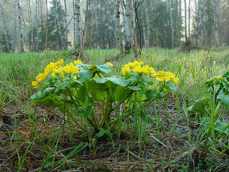 Изображение особи Caltha palustris.