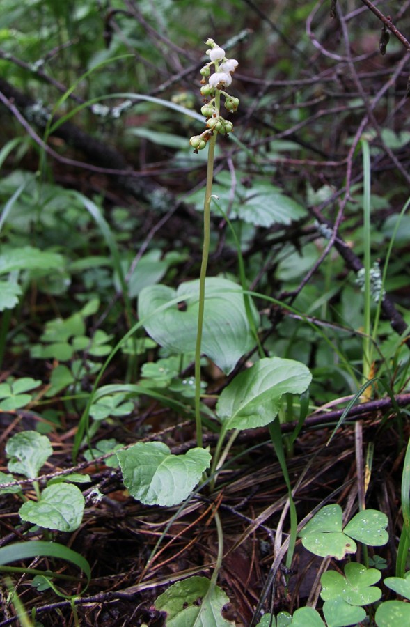 Изображение особи Pyrola minor.