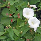 Calystegia sepium