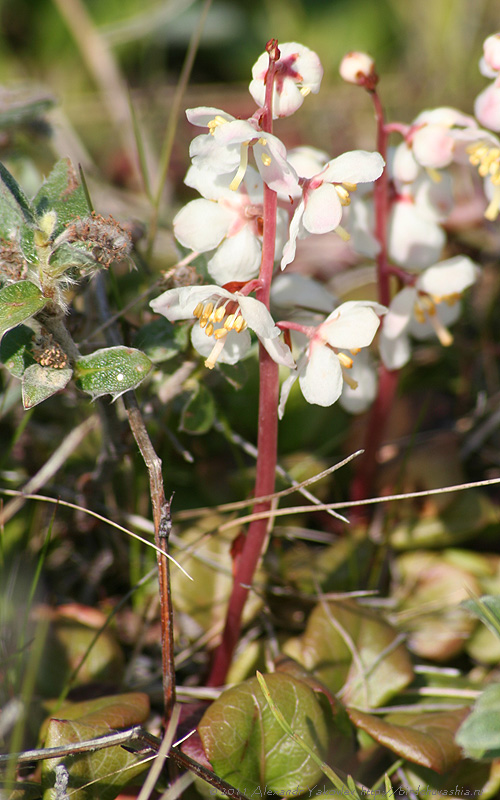 Изображение особи Pyrola grandiflora.