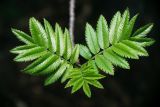 Sorbus aucuparia. Молодые листья. Московская обл., Раменский р-н, окр. дер. Хрипань, просека под ЛЭП. 05.05.2011.