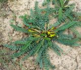Astragalus macronyx