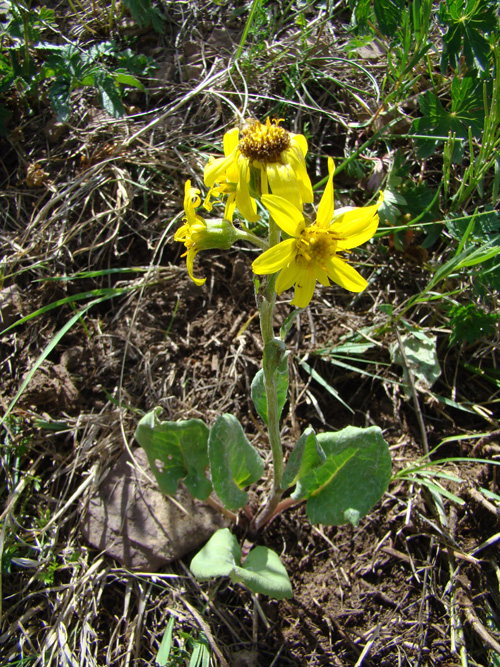 Image of Ligularia narynensis specimen.