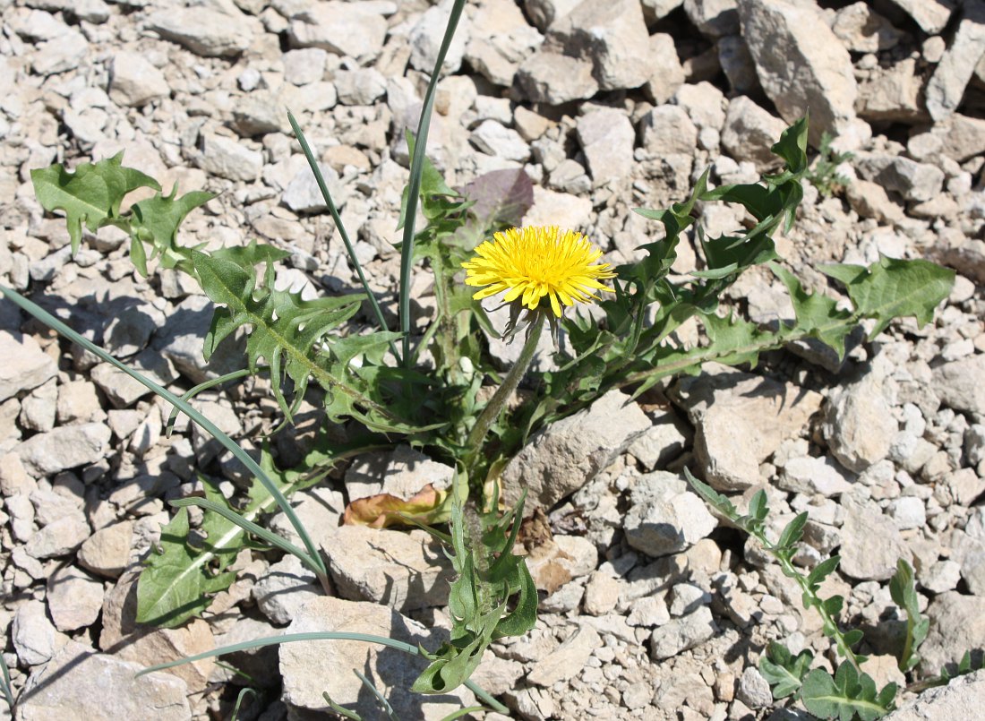 Изображение особи род Taraxacum.