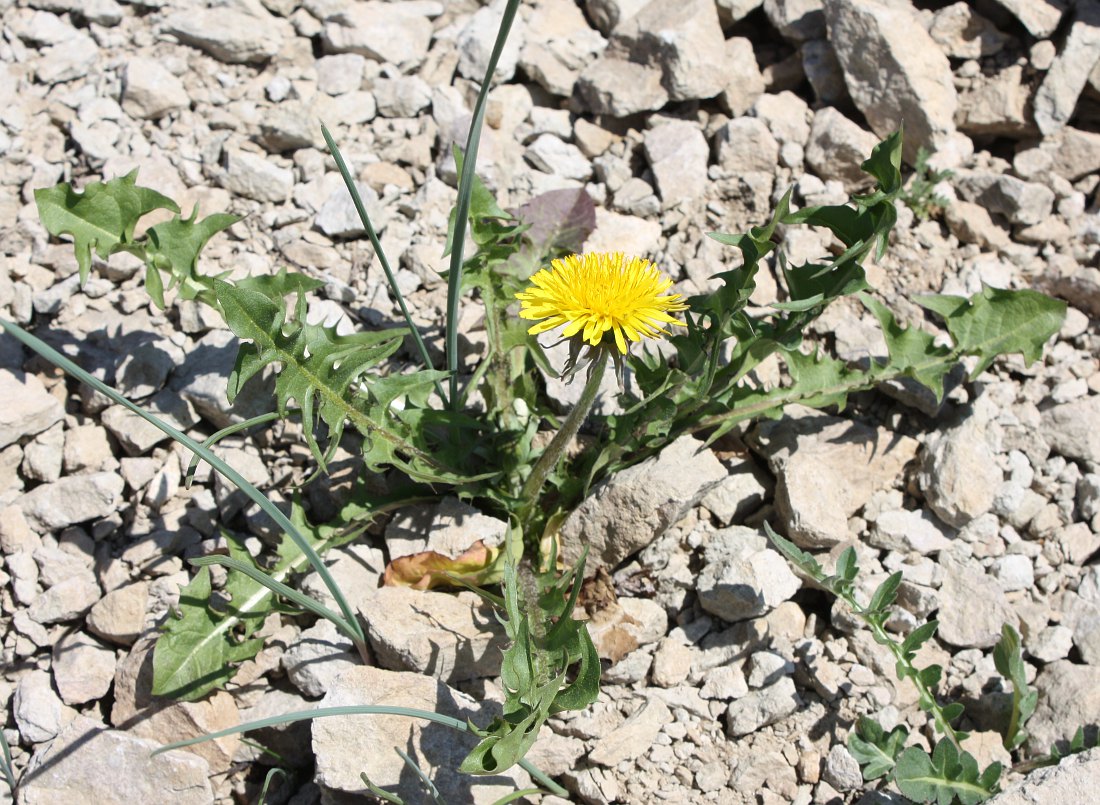 Изображение особи род Taraxacum.