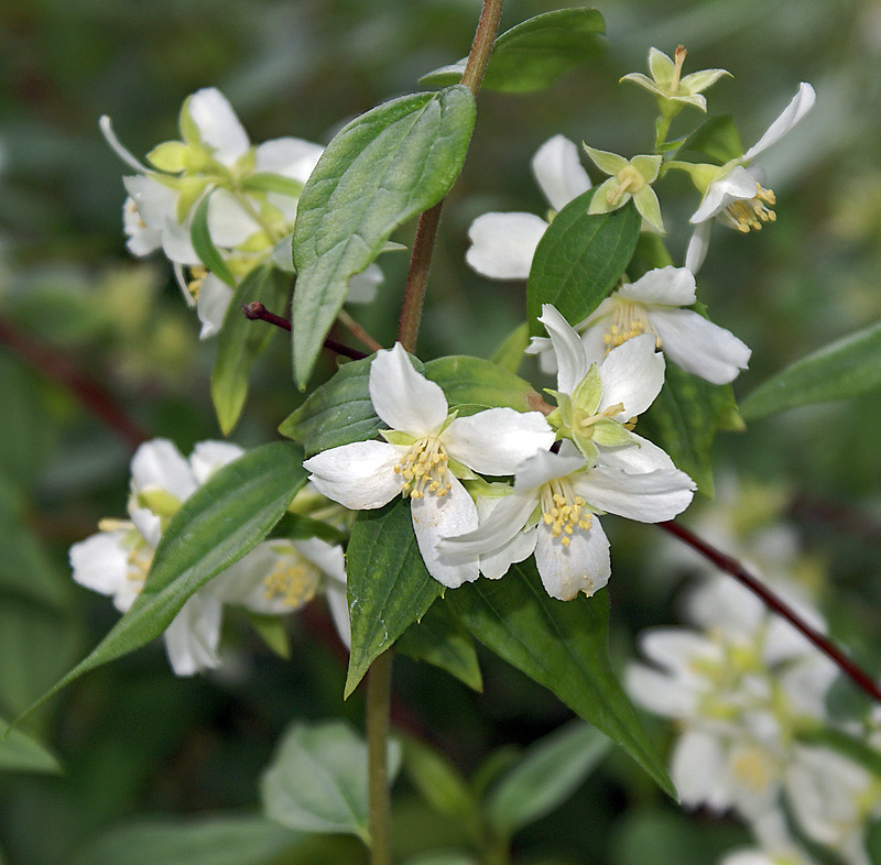 Изображение особи Philadelphus &times; lemoinei.