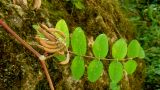 Astragalus glycyphylloides