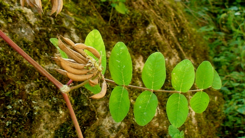 Image of Astragalus glycyphylloides specimen.