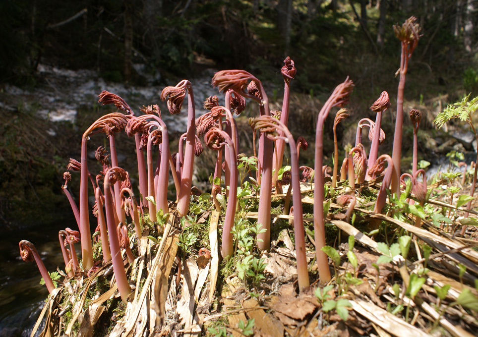 Image of Corydalis multiflora specimen.