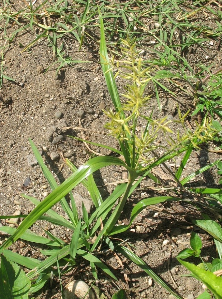 Изображение особи Cyperus esculentus.