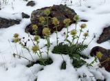 Novosieversia glacialis. Плодоносящие растения. Забайкалье, хребет Кодар, верховья руч. Балтийский (пр. приток р. Средний Сакукан). 31.07.2010.