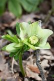 Helleborus caucasicus