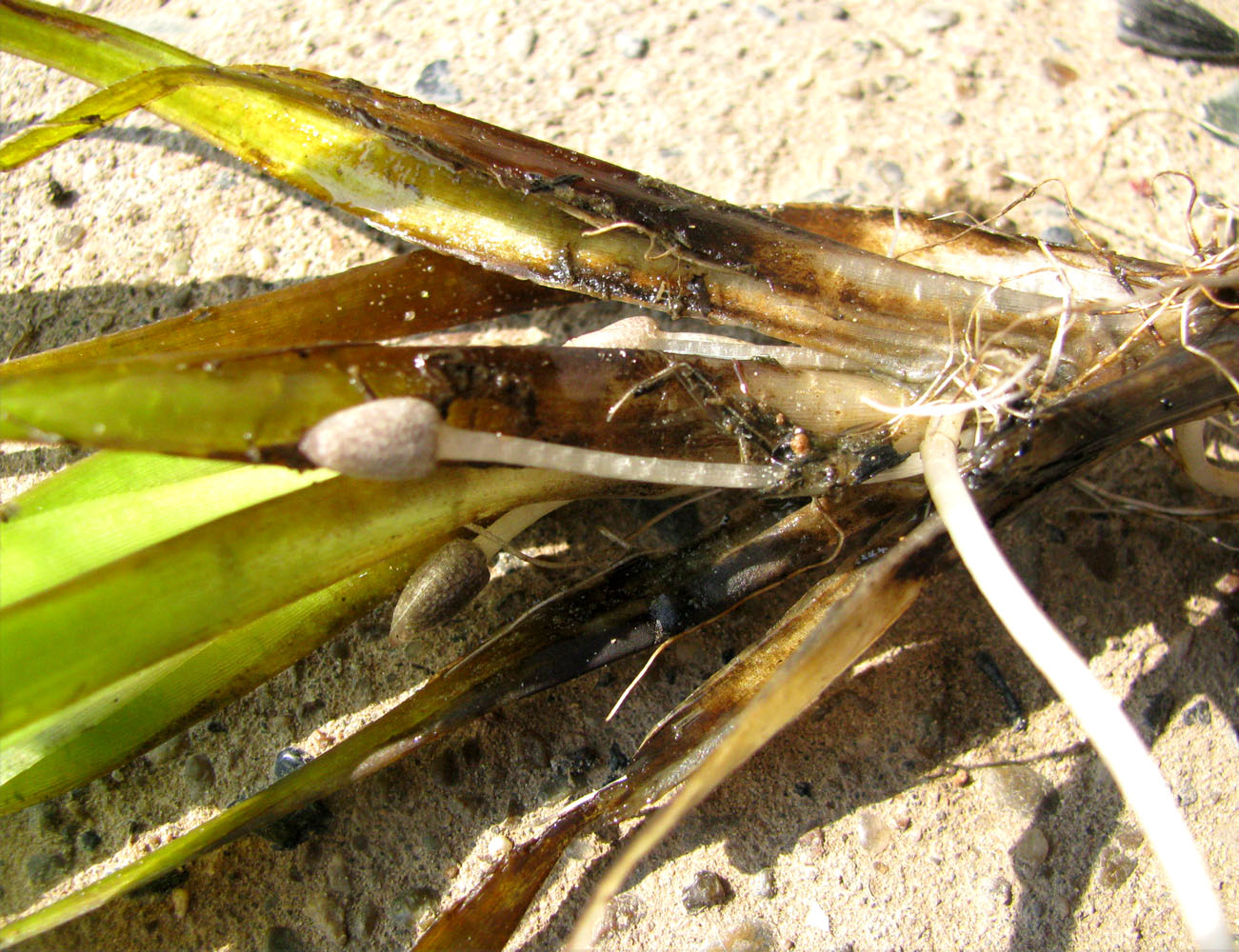 Image of Vallisneria spiralis specimen.