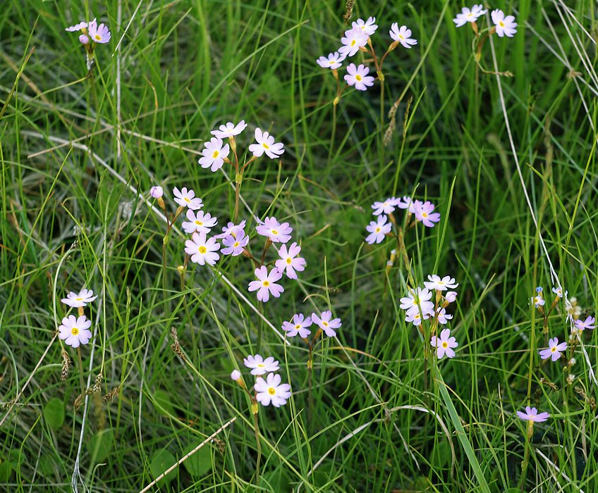 Image of Primula finmarchica specimen.