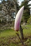 Magnolia liliiflora