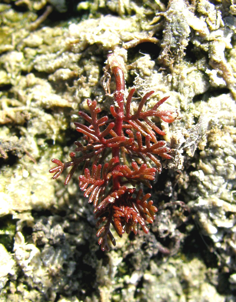 Image of Myriophyllum sibiricum specimen.