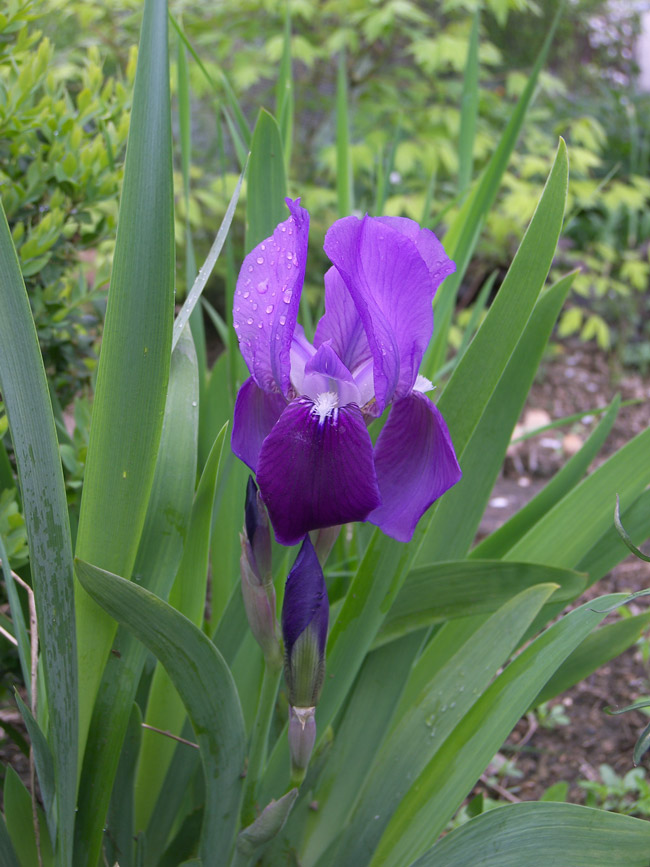 Image of Iris marsica specimen.