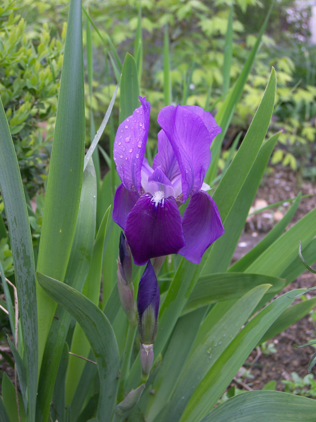 Изображение особи Iris marsica.