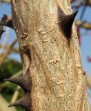 Erythrina corallodendron