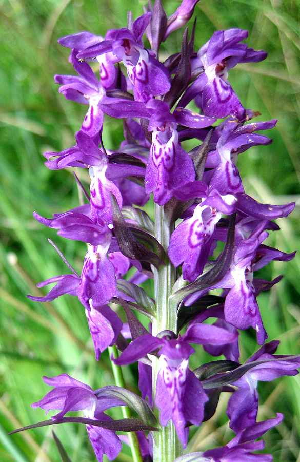 Image of Dactylorhiza majalis specimen.