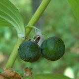 Polygonatum multiflorum