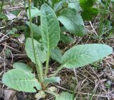 Primula veris