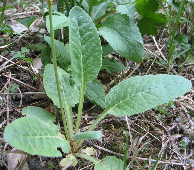 Image of Primula veris specimen.