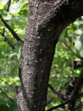 Ulmus glabra