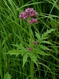 Valeriana amurensis. Верхняя часть стебля с соцветием. Приморский край, г. Находка. 13.06.2012.