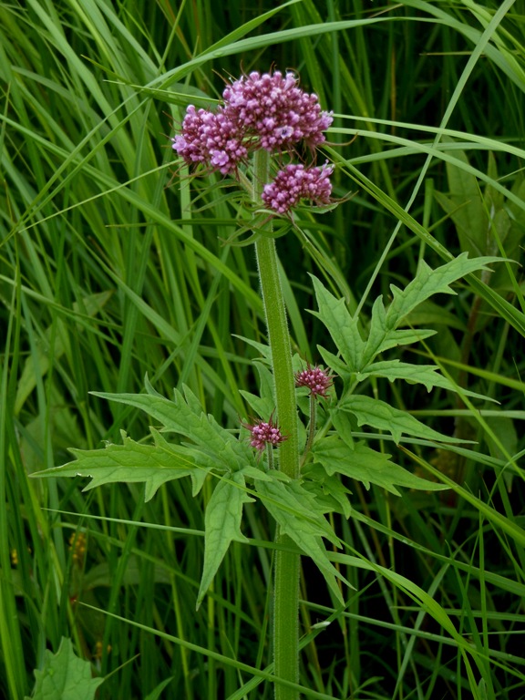 Image of Valeriana amurensis specimen.