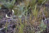 Astragalus macrotropis. Цветущее растение. Южный Казахстан, северные подножья гор Каракус. 20.04.2012.