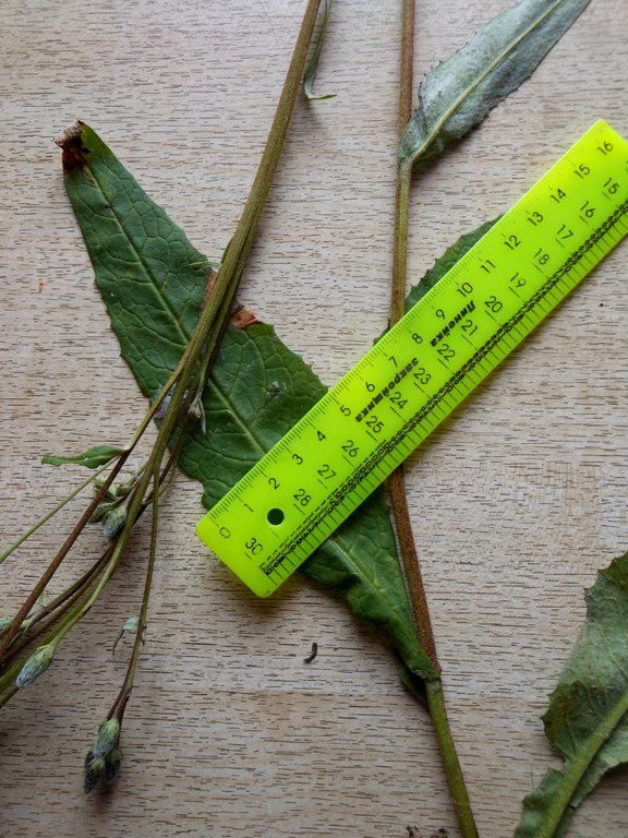 Image of Saussurea dubia specimen.