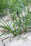 род Carex. Цветущее растение. Южный Казахстан, хр. Боролдайтау, ущ. Кокбулак. 24.04.2012.