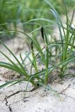 genus Carex. Цветущее растение. Южный Казахстан, хр. Боролдайтау, ущ. Кокбулак. 24.04.2012.