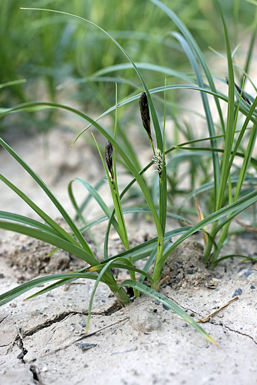 Изображение особи род Carex.