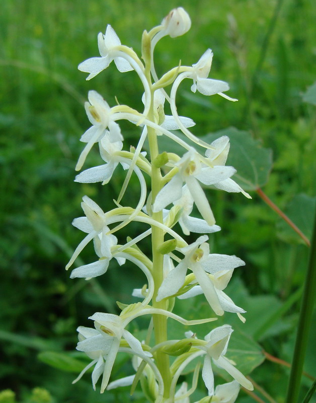 Изображение особи Platanthera bifolia.