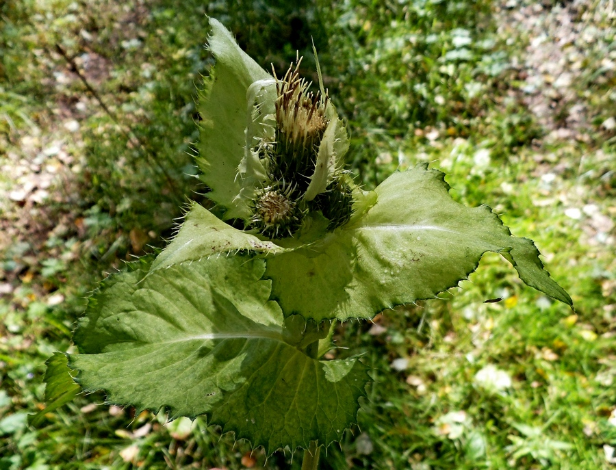 Image of Cirsium oleraceum specimen.