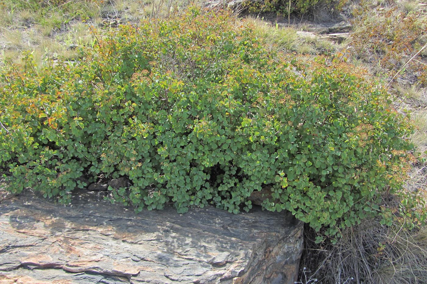 Изображение особи Spiraea trilobata.