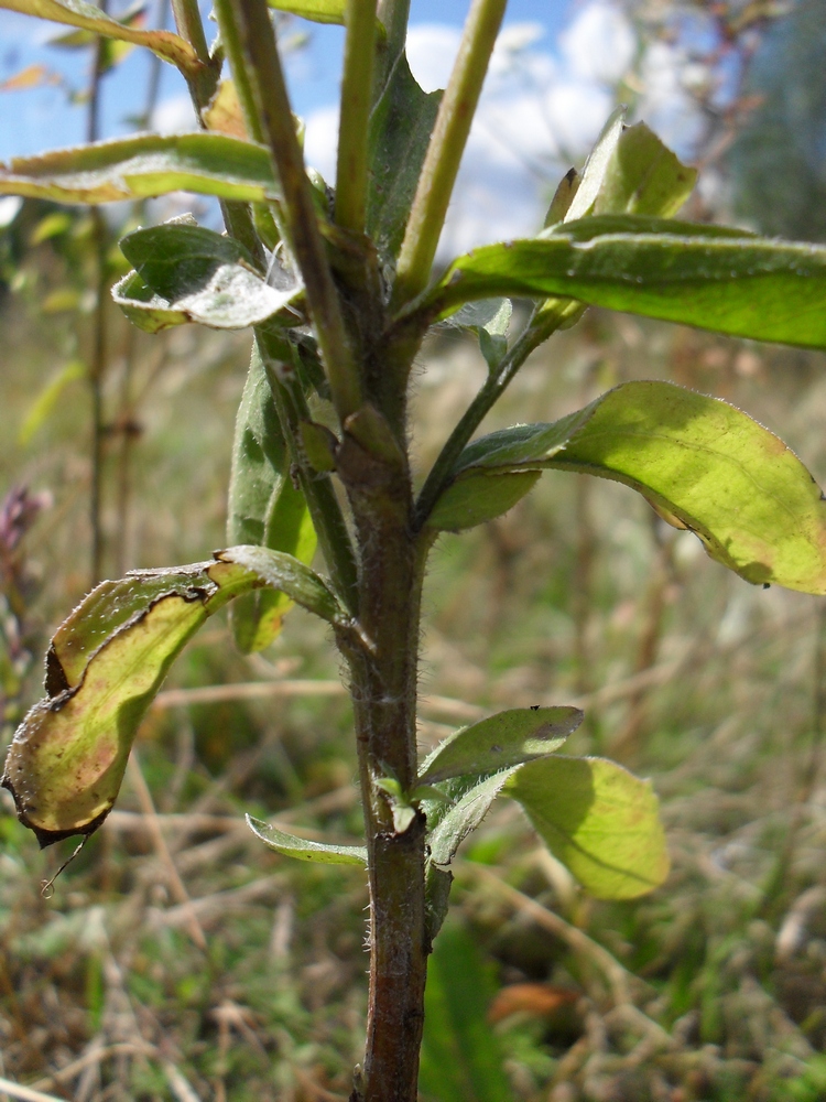 Image of Erigeron annuus specimen.