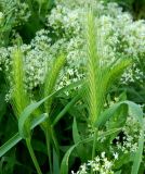 Hordeum leporinum