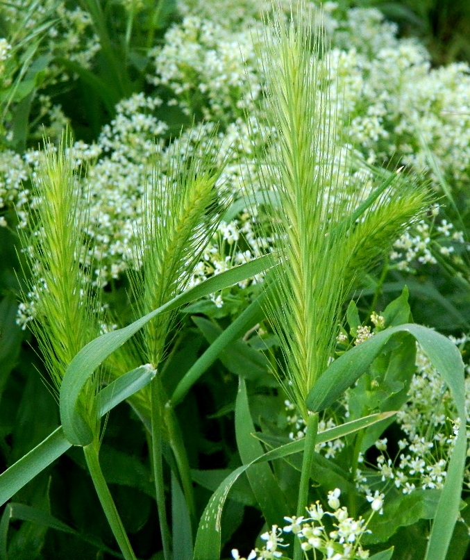 Изображение особи Hordeum leporinum.