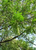 Pterocarya fraxinifolia. Ветви с соплодиями. Австрия, Вена, парк Ратхаус. 10.09.2012.