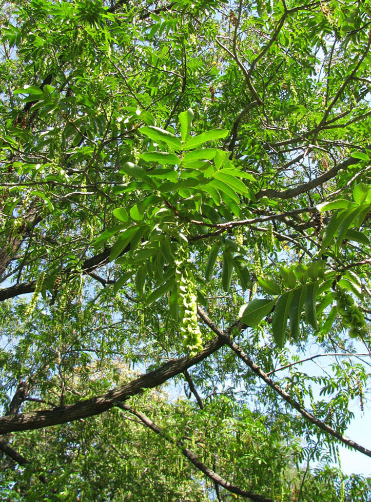 Изображение особи Pterocarya fraxinifolia.