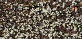 Erophila verna